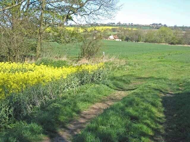 Merrington Mill Farm At least there's one field that isn't given over to oilseed rape!