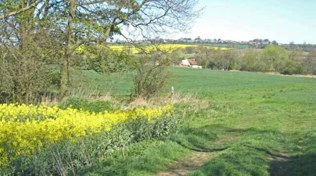 Merrington Mill Farm At least there's one field that isn't given over to oilseed rape!