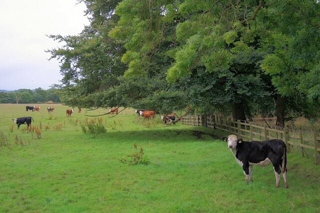 Pasture Near Rushyford