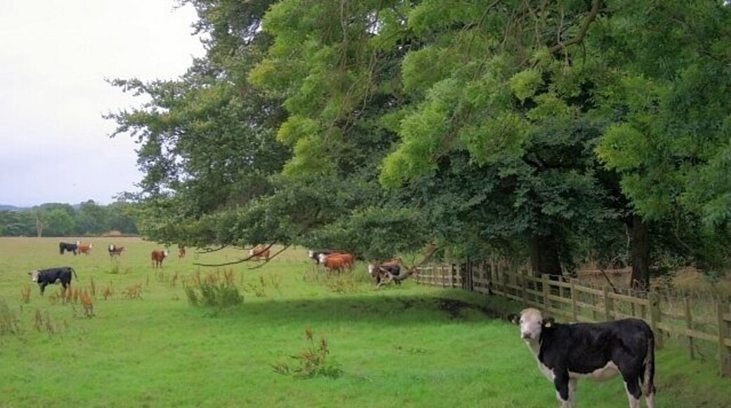 Pasture Near Rushyford