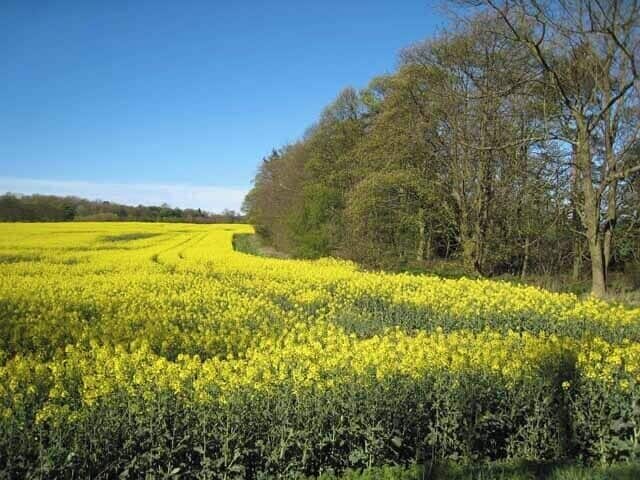 Field of oilseed rape, Merrington Mill Farm