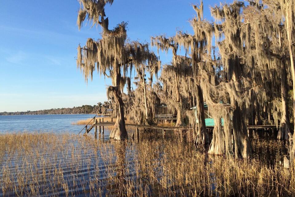 A waterfront with Spanish moss-covered trees, a wooden dock, and a distant shoreline.