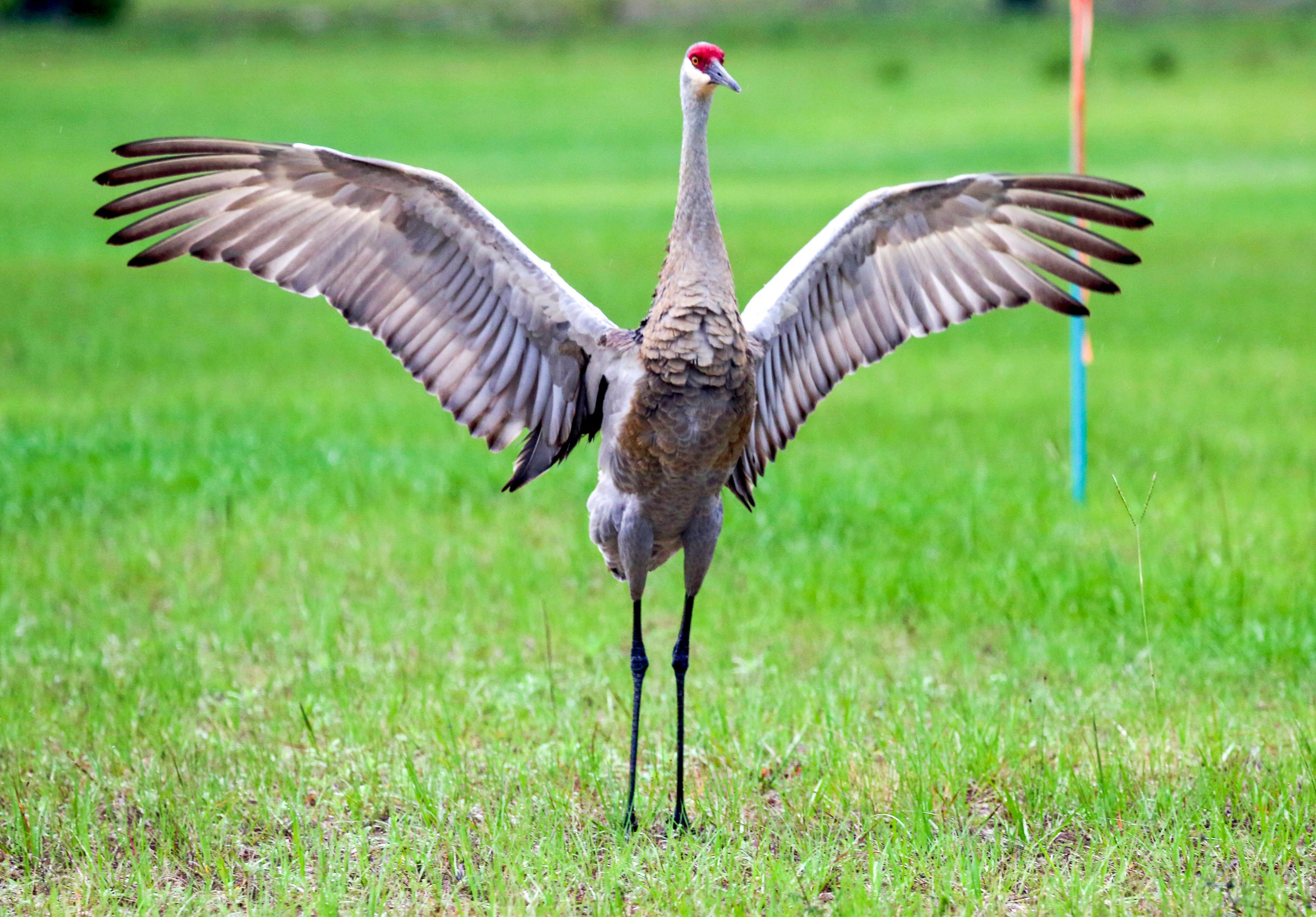 A bird with outstretched wings standing in a grassy field.