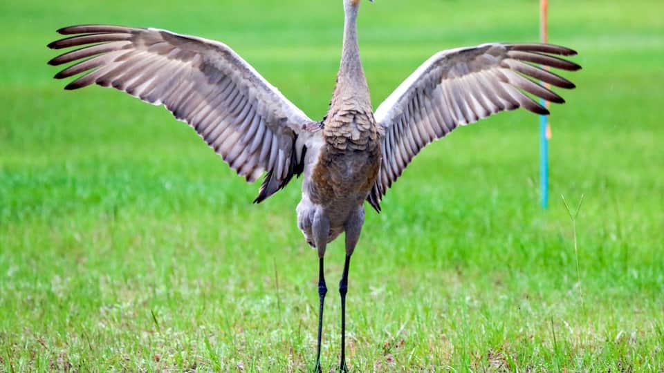A bird with outstretched wings standing in a grassy field.