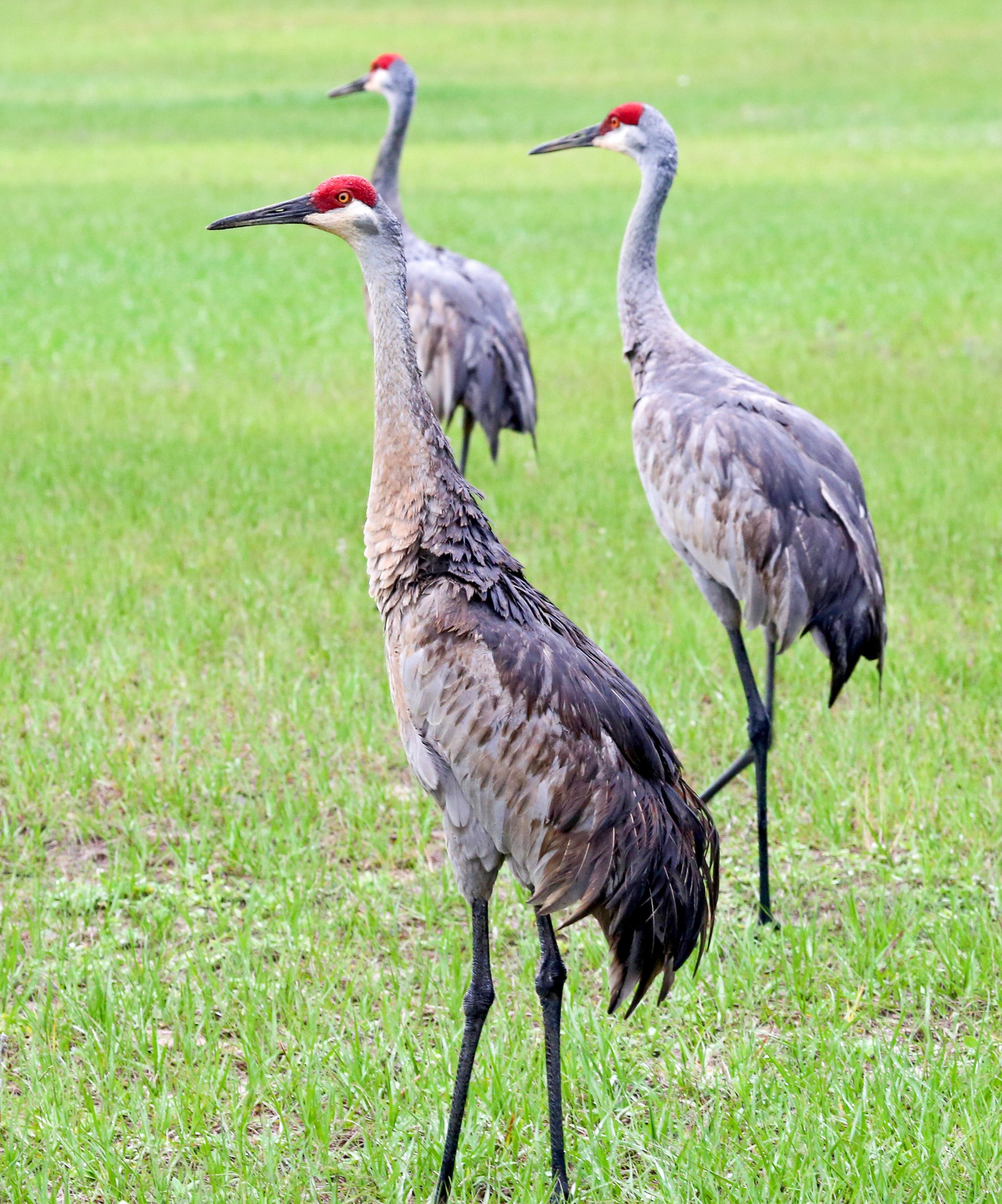 Three birds standing in a grassy field.