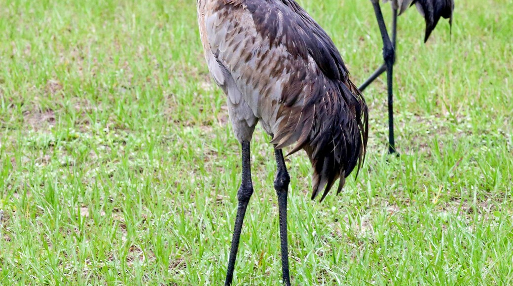 Trois oiseaux se tiennent dans un champ d’herbe.