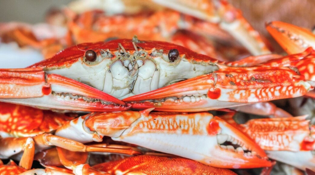 No air conditioning, wooden benches, and plastic tablecloths. But kind hosts, reasonable prices, and food like this make Agta a place the locals love. You can't go wrong with any of the food. And have a Tanduay rum drink, they try Karaoke while you're at it.