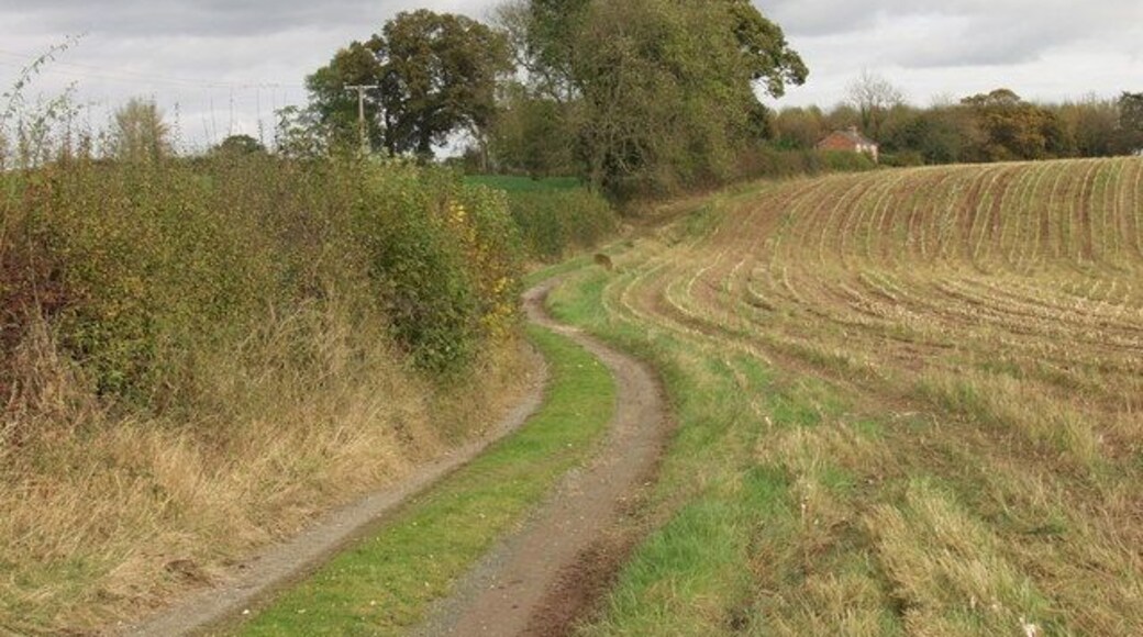 Bridleway near Welshampton Bridle path along a farm track with a maize stubble to the right.