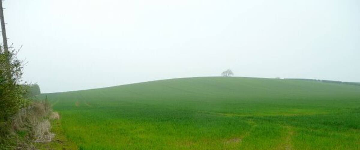 A green field with a hill in the distance and a tree on top.