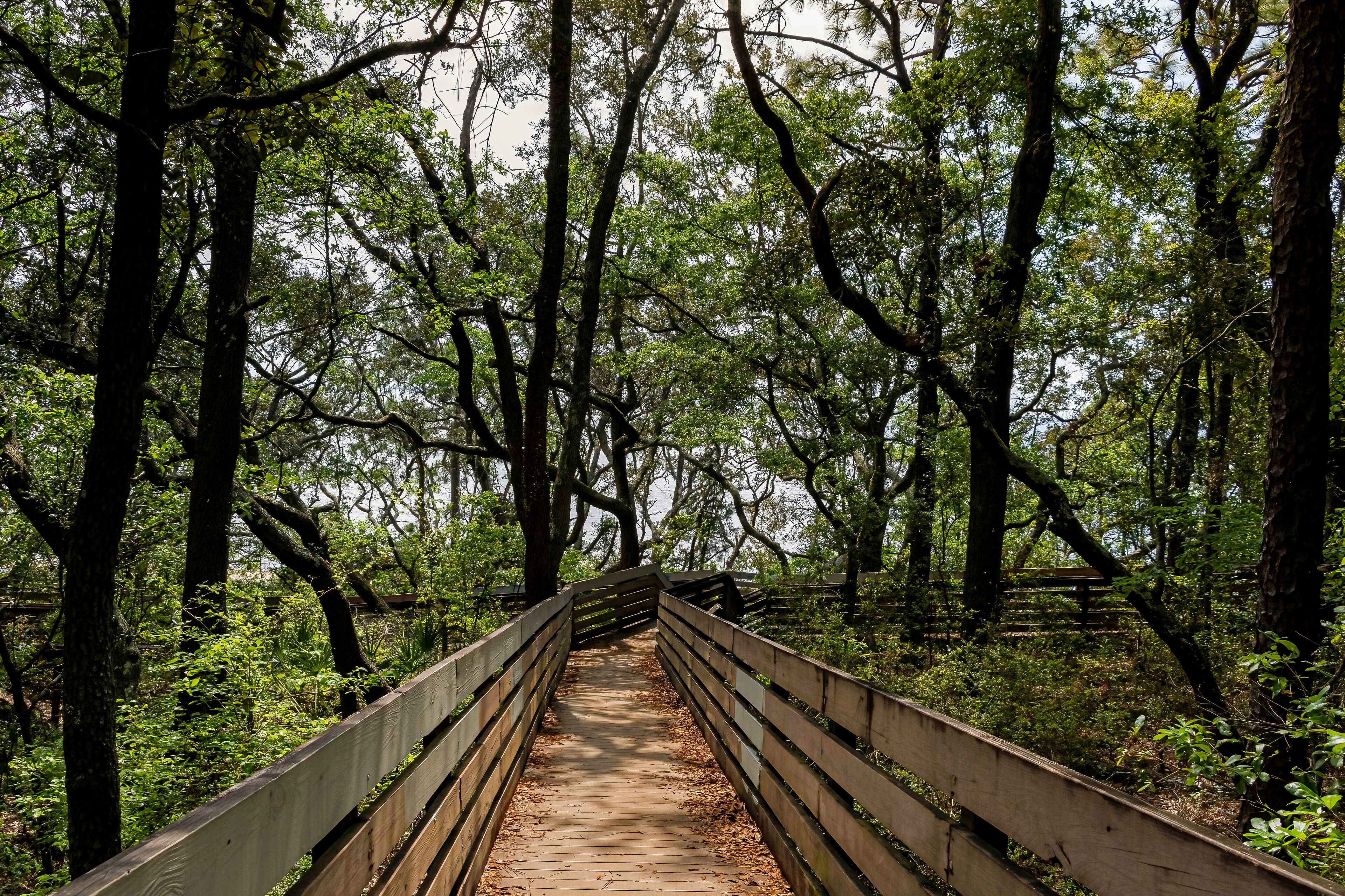 Walking Through the Seaside Forest
