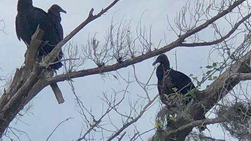 A trio of black vultures resting in a dead tree on a cloudy day here in eastern Florida.
