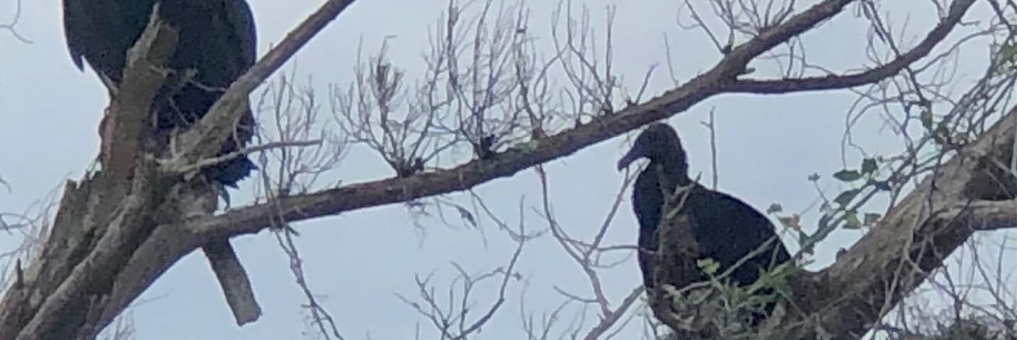 A trio of black vultures resting in a dead tree on a cloudy day here in eastern Florida.