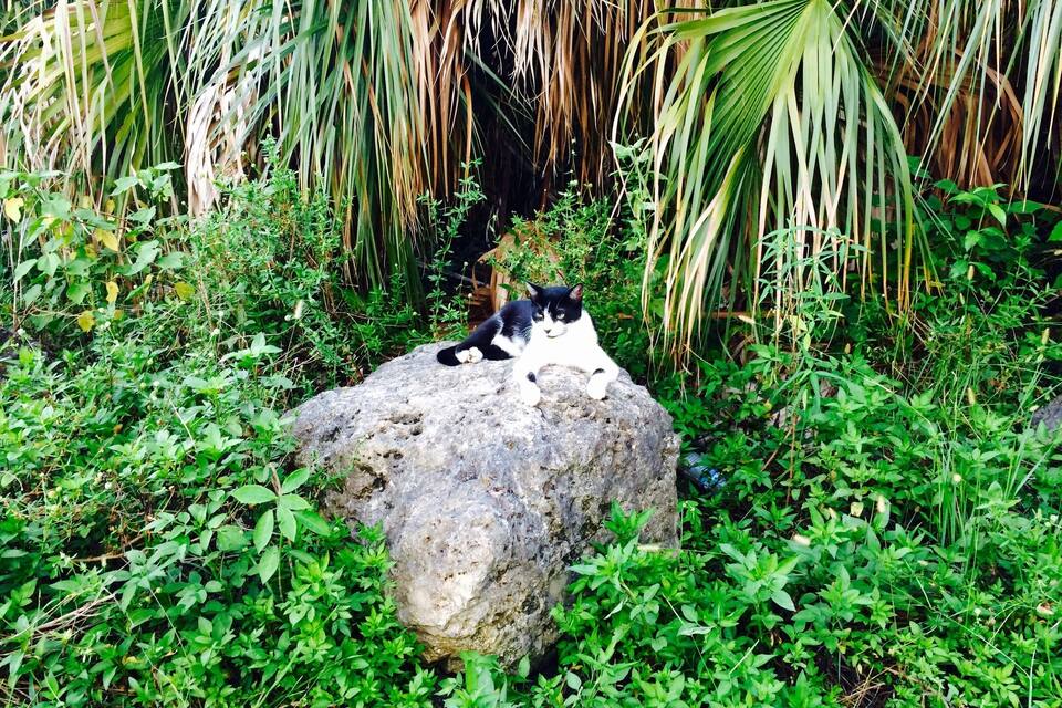 Eine schwarz-weiße Katze sitzt auf einem Stein, umgeben von üppiger Vegetation und Palmen.