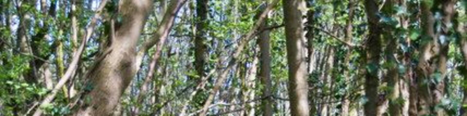 A forest with dense undergrowth and trees.