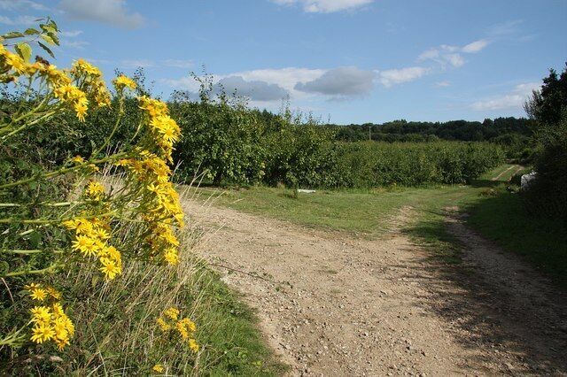 Plaxtol orchard Apple orchard near Old Soar Manor, part of the Fairlawne Estate