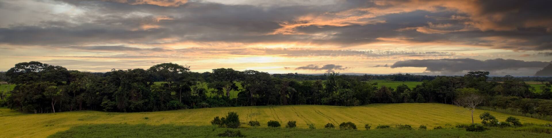 colombian landscape in the plains of granada meta, cultivation of corn and rice, at sunset
