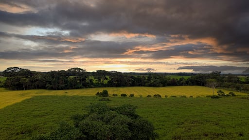 colombian landscape in the plains of granada meta, cultivation of corn and rice, at sunset