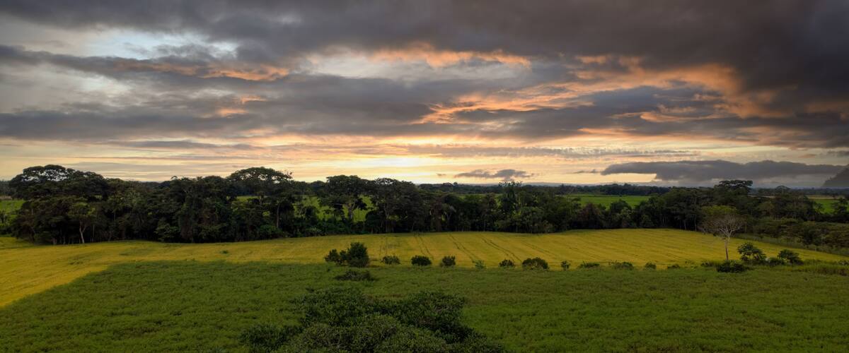 A lush green field with a dense forest in the background and a dramatic sky with clouds.