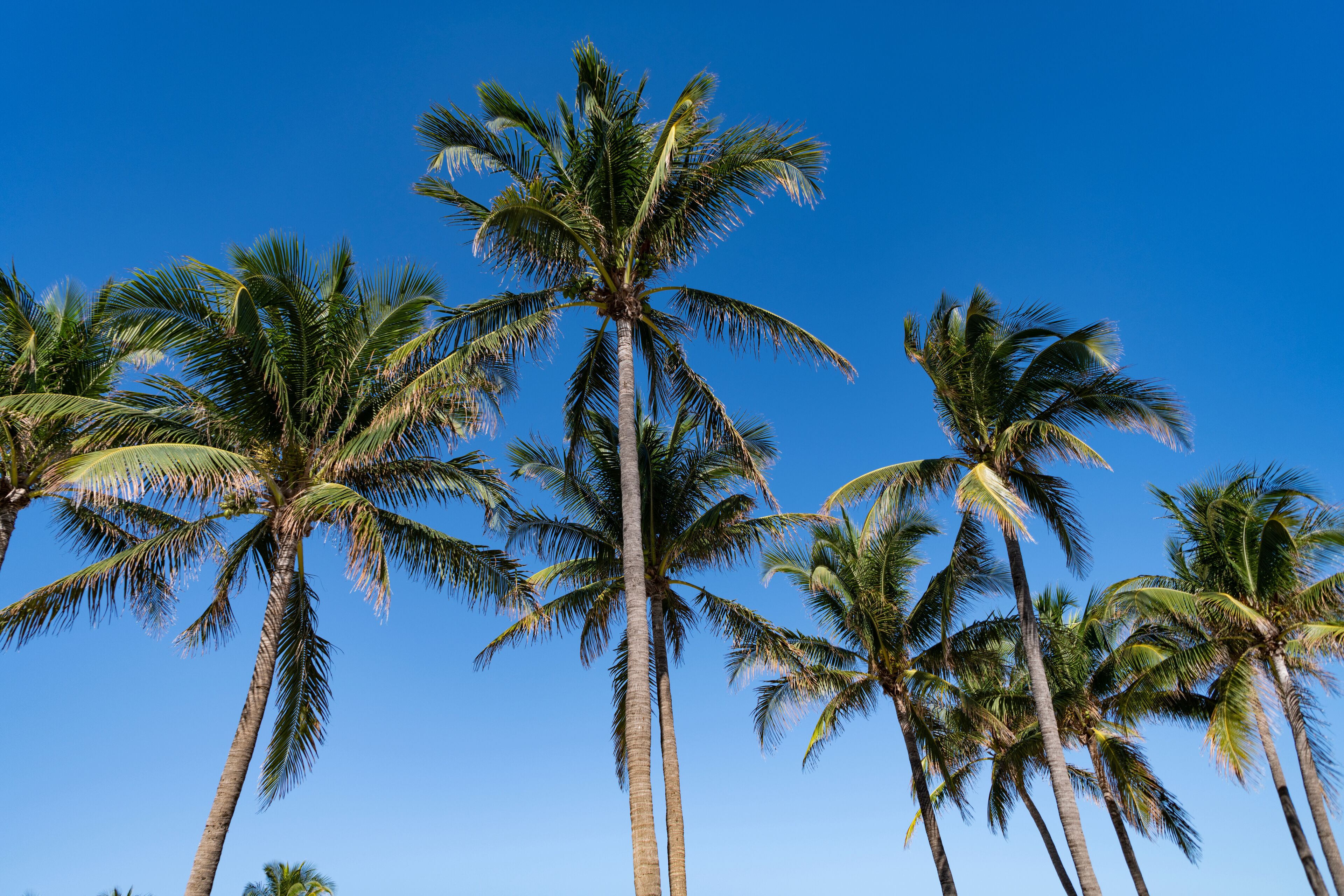 Summer vacation in Florida. Palm tree of California. Tropical beach in Miami. Tropical outdoor scene with palm tree. Tropical summer vacation. Exotic nature. Palm tree. Tropical palm grove