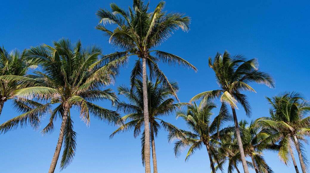 Summer vacation in Florida. Palm tree of California. Tropical beach in Miami. Tropical outdoor scene with palm tree. Tropical summer vacation. Exotic nature. Palm tree. Tropical palm grove