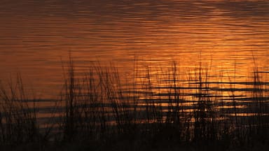 Um pôr do sol sobre águas calmas, com silhuetas de pássaros voando e uma linha de árvores ao longe.