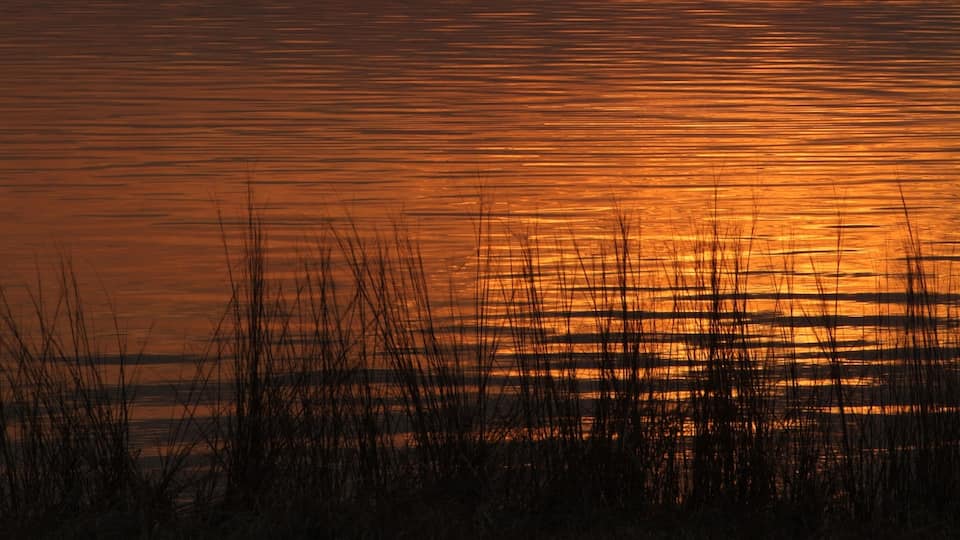 A sunset over a calm body of water with silhouettes of birds flying and a distant tree line.
