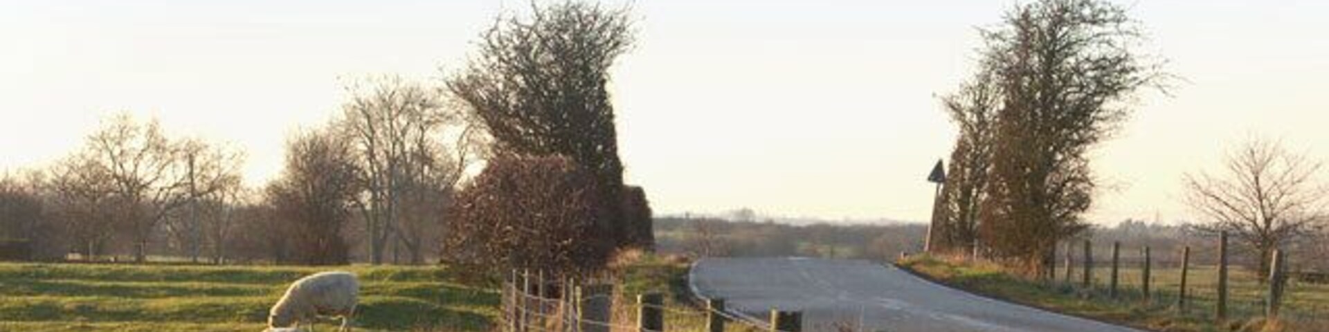 Lambs on ridge and furrow beside Moor Lane near to Sawbridge, Willoughby, Warwickshire, Great Britain.