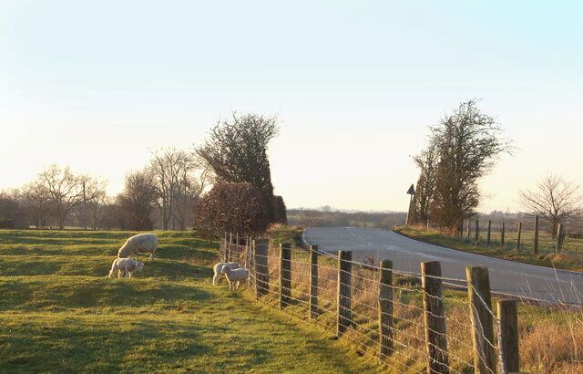 A rural road with a fence and grazing sheep.