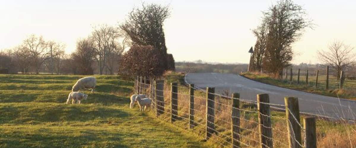 A rural road with a fence and grazing sheep.