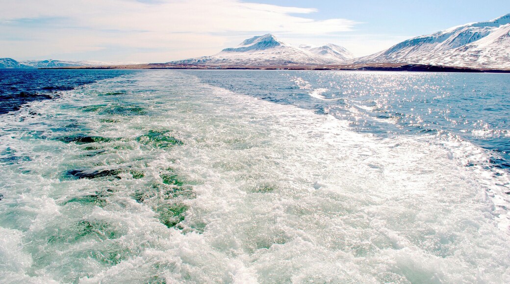 On the ferry to Hrisey island. Well worth the hours it took to hitchhike to the ferry port (I'm notoriously unlucky when hitchhiking...).
#waterlust