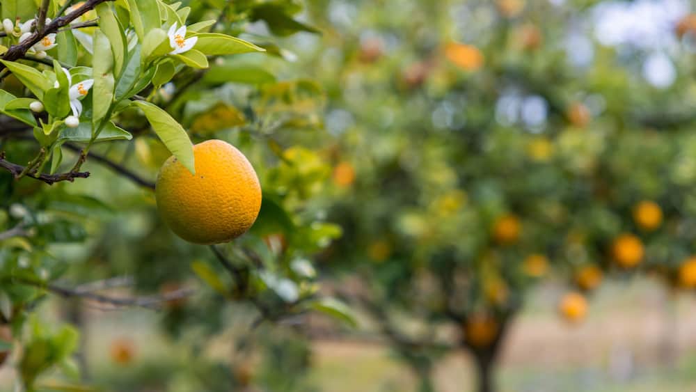 Orange growing on tree