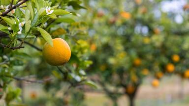 Orange growing on tree
