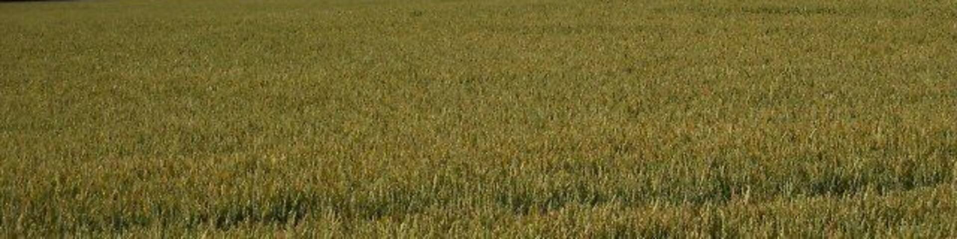 Near St Nicholas at Wade, Kent. Looking down into the valley of the River Wantsum towards the village of Sarre from the road between Monkton and St Nicholas at Wade. This road once marked the east side of the Wantsum Channel which originally cut Thanet off from the mainland and made it a true island.