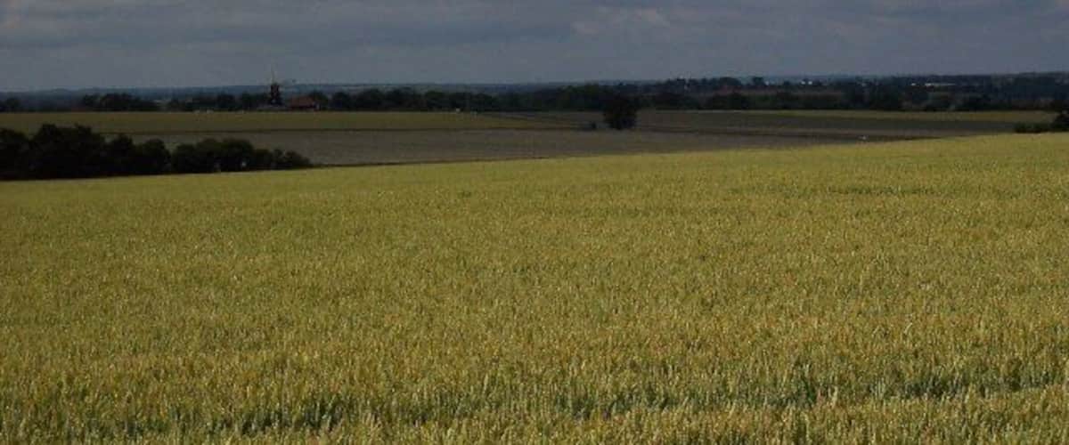 A vast wheat field under a cloudy sky.