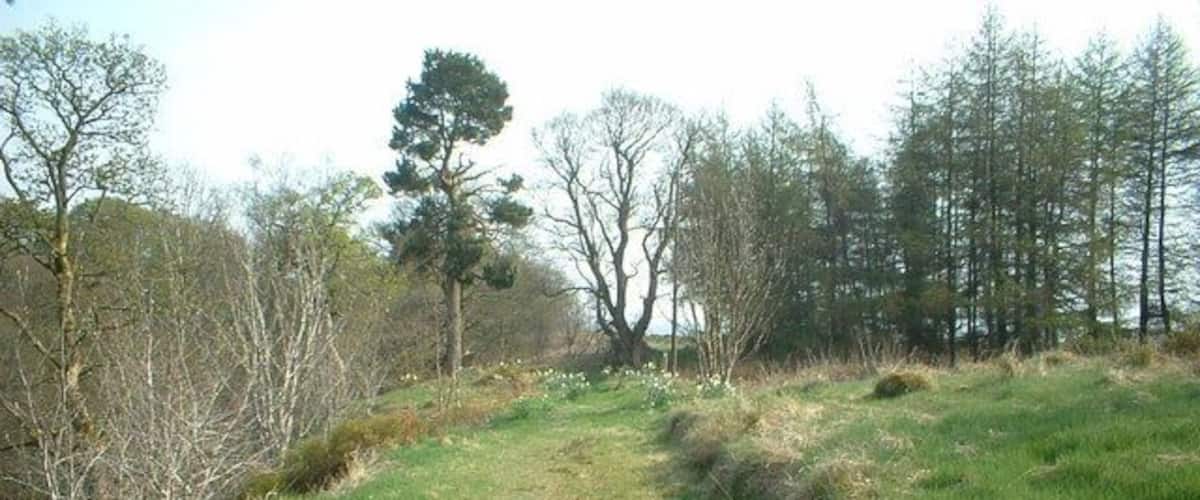 The Glen woodland path.