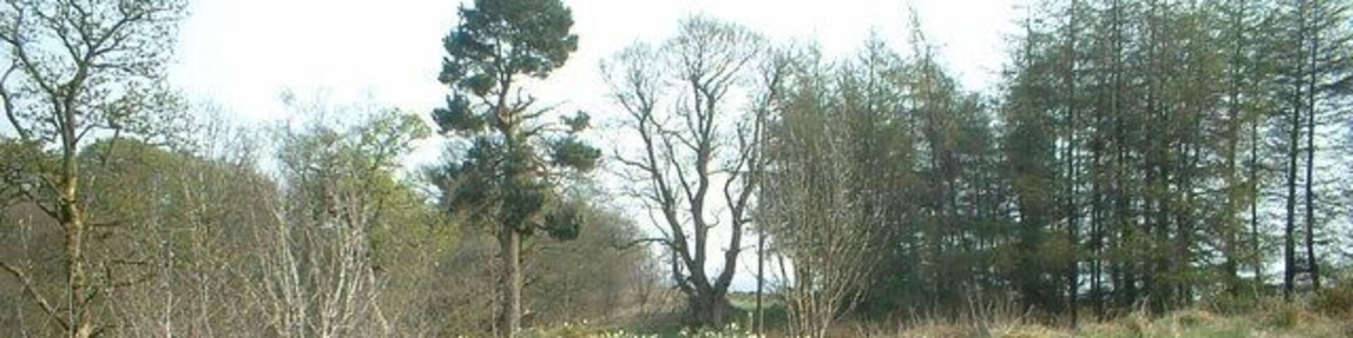 The Glen woodland path.