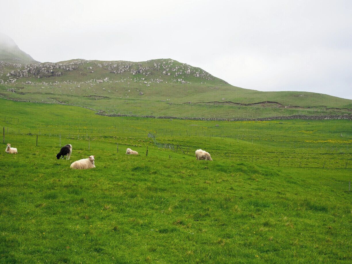 The Faroese village of Nólsoy is a mere 20-minute ferry ride from the capital city of Tórshavn. At only 20 kr each way and with several ferries sailing to and from the island each day, it makes for a great day trip. #TroverDetour