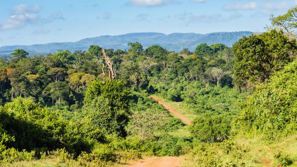 A lush green landscape with a dirt path leading through dense vegetation and hills in the background.