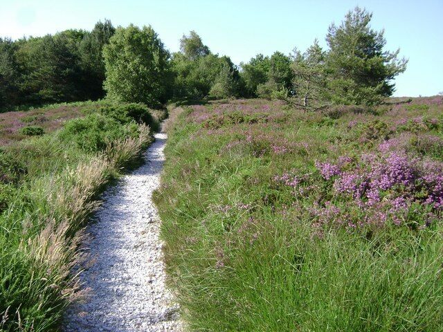 Flint-floored bridleway, Ideford Common