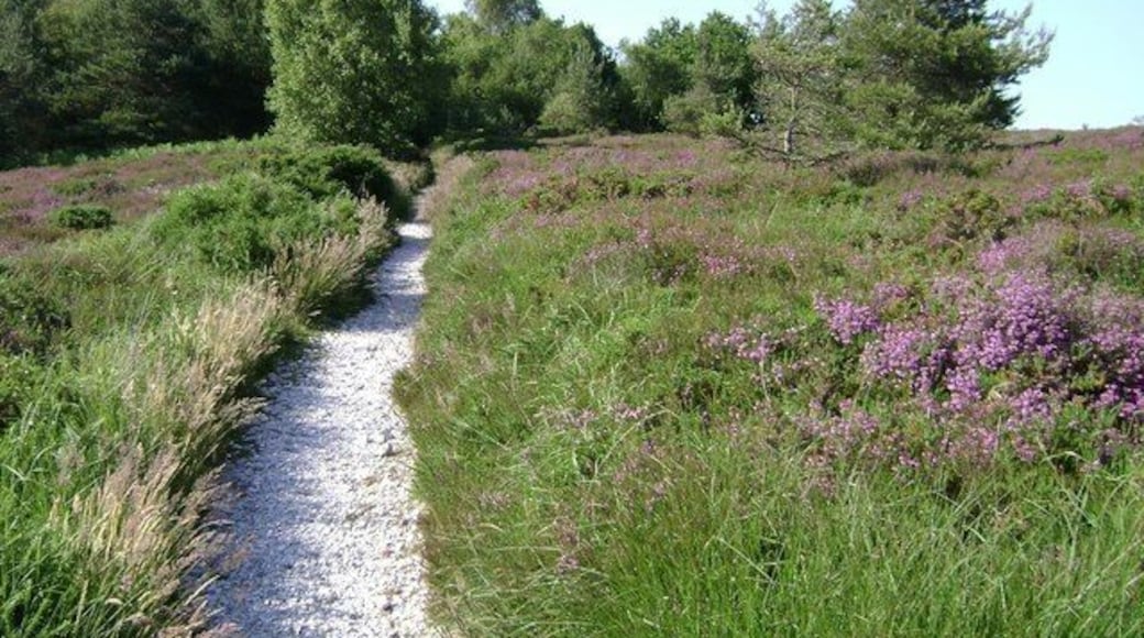 Flint-floored bridleway, Ideford Common