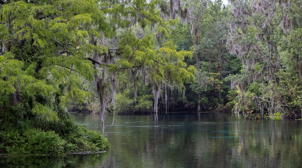 The Silver River in Silver Springs State Park, Florida