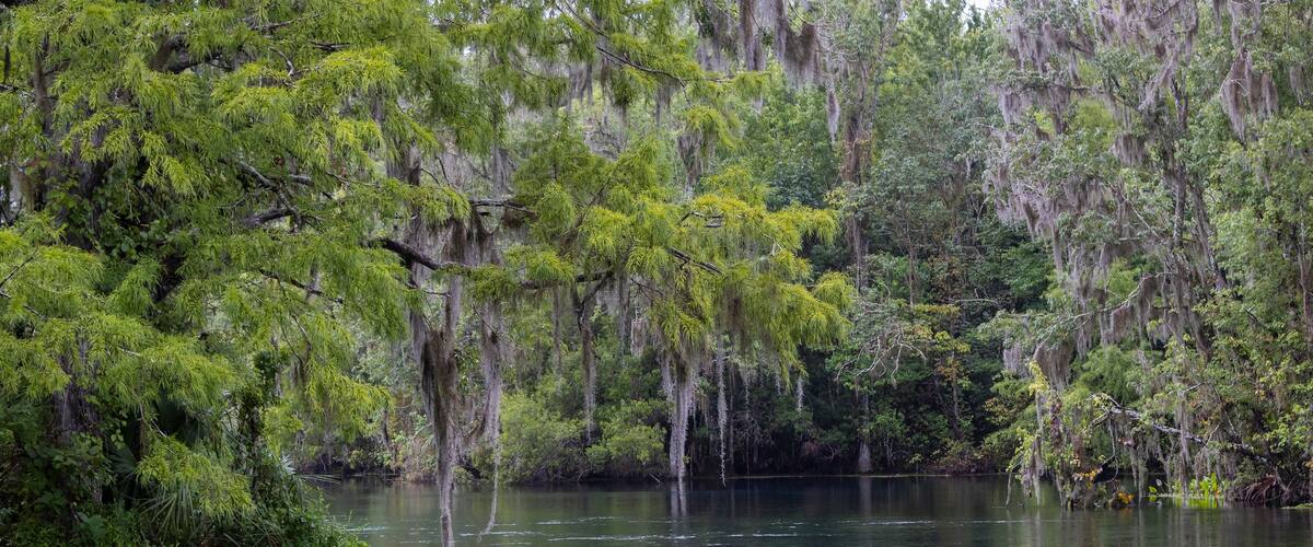 A calm river surrounded by dense trees with hanging moss.