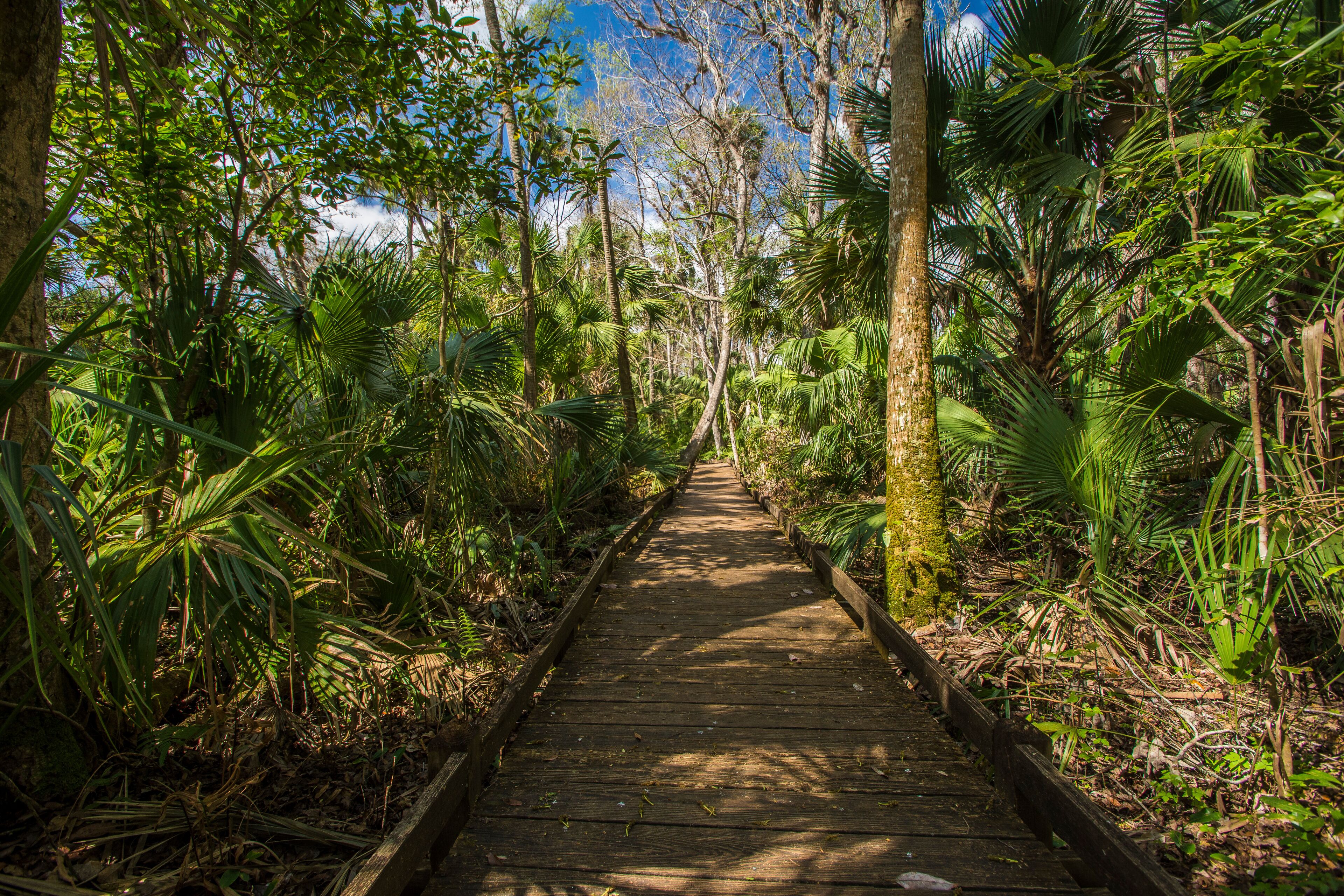Ocala national forest Florida, USA, March 2019: Forest trail