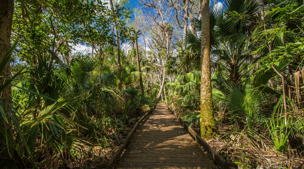 Ocala national forest Florida, USA, March 2019: Forest trail