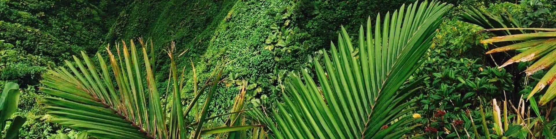 #Green and Untouched