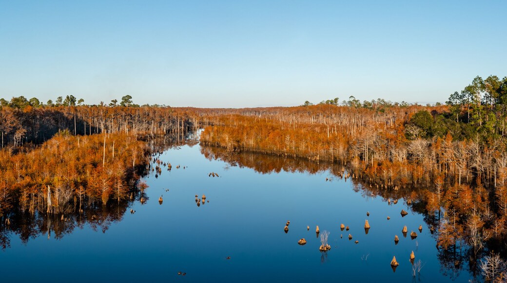 Fall | Dead Lakes | Wewahitchka, Florida