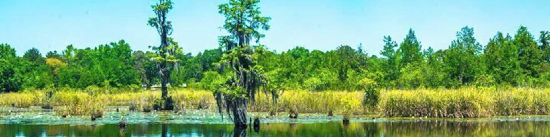 Nice little park for fishing and enjoy the moss trees view.