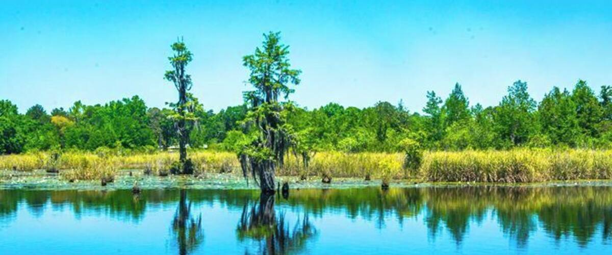 A calm water body with reflections of trees and a clear sky.