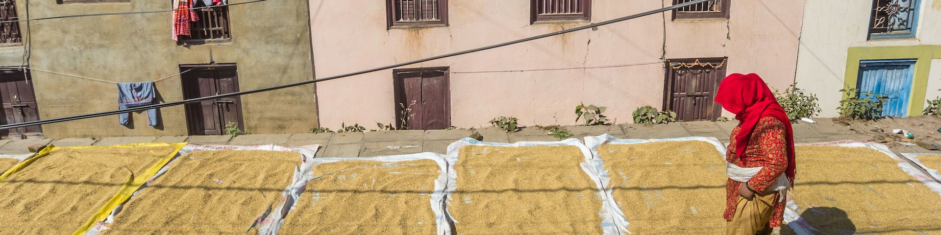 Panorama of a woman in traditional nepalese dress drying rice in Kirtipur, Nepal