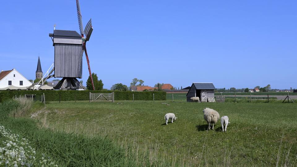 A windmill, sheep, and rural buildings in a green field.